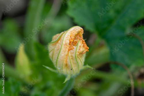 Orange blossom of courgette plant blooming in summer in germany in the vegetable garden