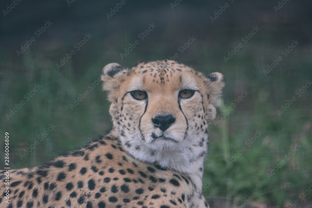 Fototapeta premium Gepard