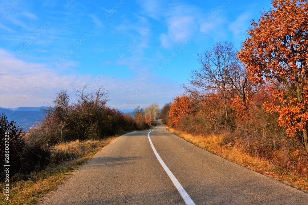 Fototapeta premium road in autumn forest