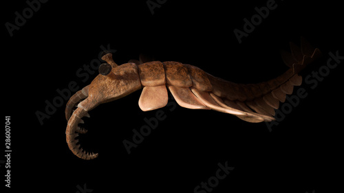 Anomalocaris, creature of the Cambrian explosion, isolated on black background photo