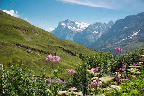 View from Grindelwald to Eiger  Swiss Alps  Switzerland