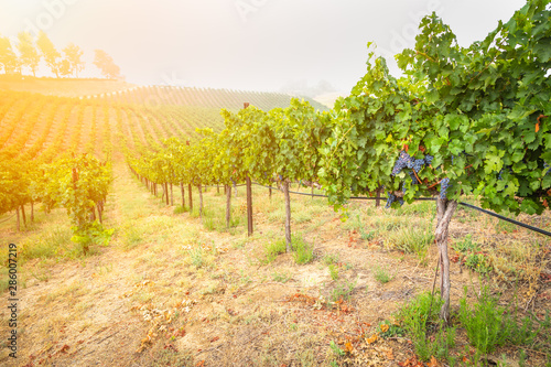 Beautiful Wine Grape Vineyard In The Morning Sun