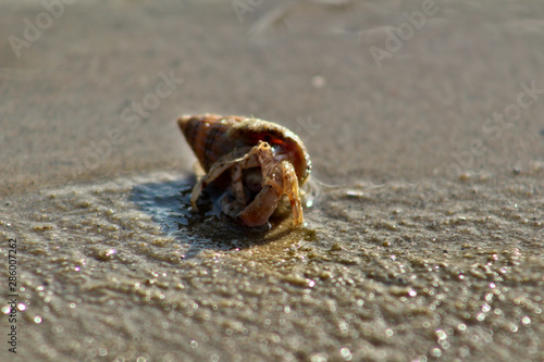 Hermit Crab