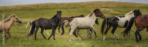 Wild horses run from left to right in the grasslands of Inner Mongolia China
