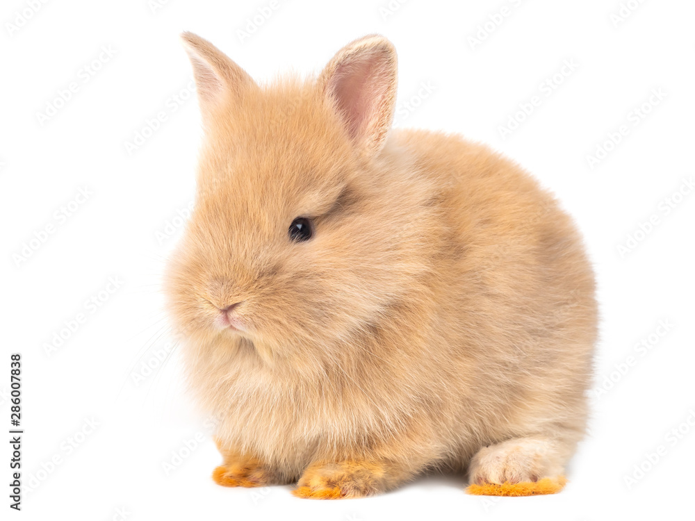 Adorable baby red-brown rabbits isolated on white background. Lovely baby rabbit sitting. - obrazy, fototapety, plakaty 