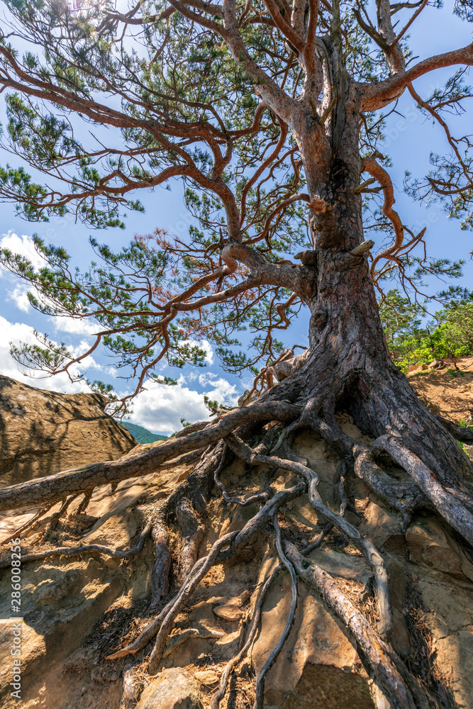 Old rooty pine tree at Plancheskiye Rocks, Seversky District, Krasnodar Region, West Caucasus, Russia. Scenic sunny summer blue sky landscape of Caucasus Mountains forest. Old rooty pine tree at Plancheskiye Rocks, Seversky District, Krasnodar Region, West Caucasus, Russia. Scenic sunny summer blue sky landscape of Caucasus Mountains forest.