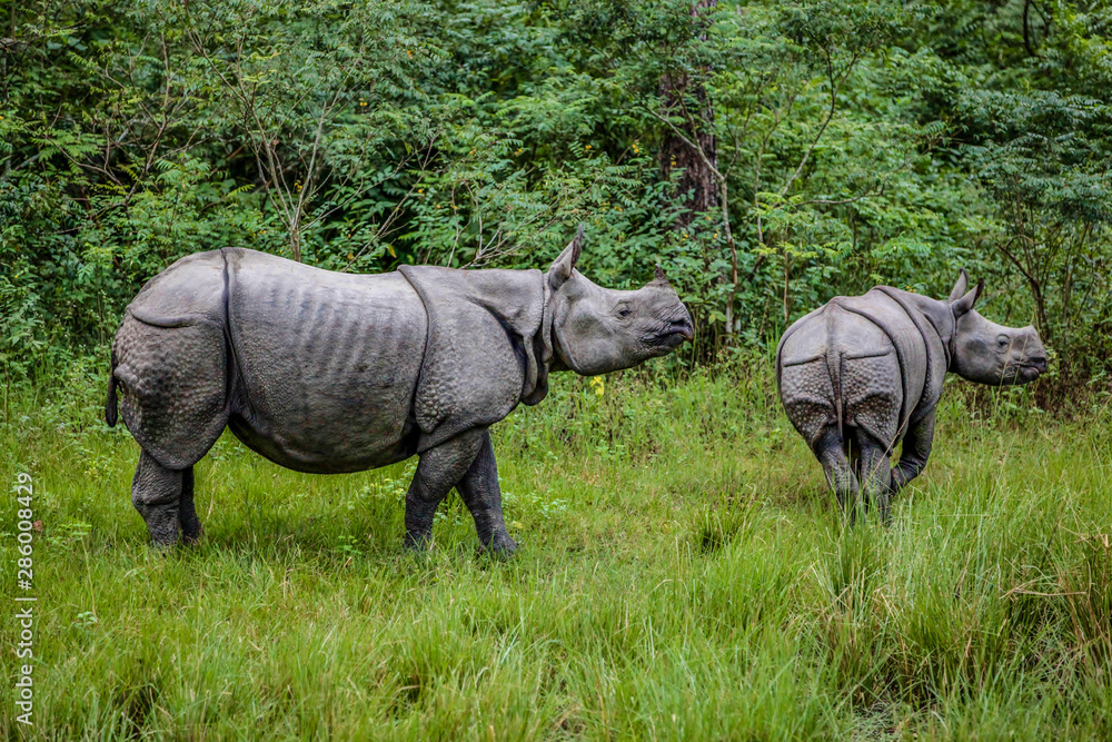 Fototapeta premium Mother and baby rhinoceros stand in tall grass