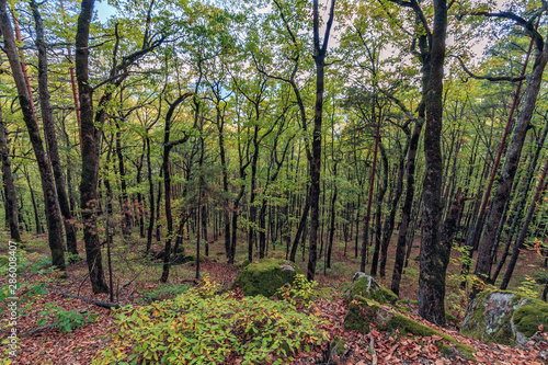 Fototapeta Naklejka Na Ścianę i Meble -  Scenic golden autumn mixwd forest landscape. Afips valley at Plancheskiye Rocks, Seversky district, Krasnodar region, West Caucasus, Russia.