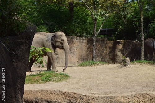 elephant in zoo