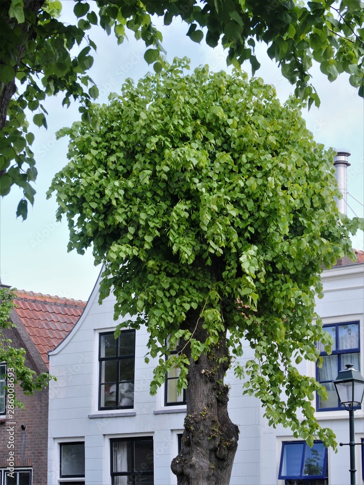 Partial view of an already often trimmed older willow tree, framed by the leaves of another willow tree, in the blurred background of it image Facades of residential buildings in the Dutch stalk