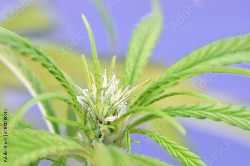 Heavy Ooey Gooey Tiny Cannabis Bud 01