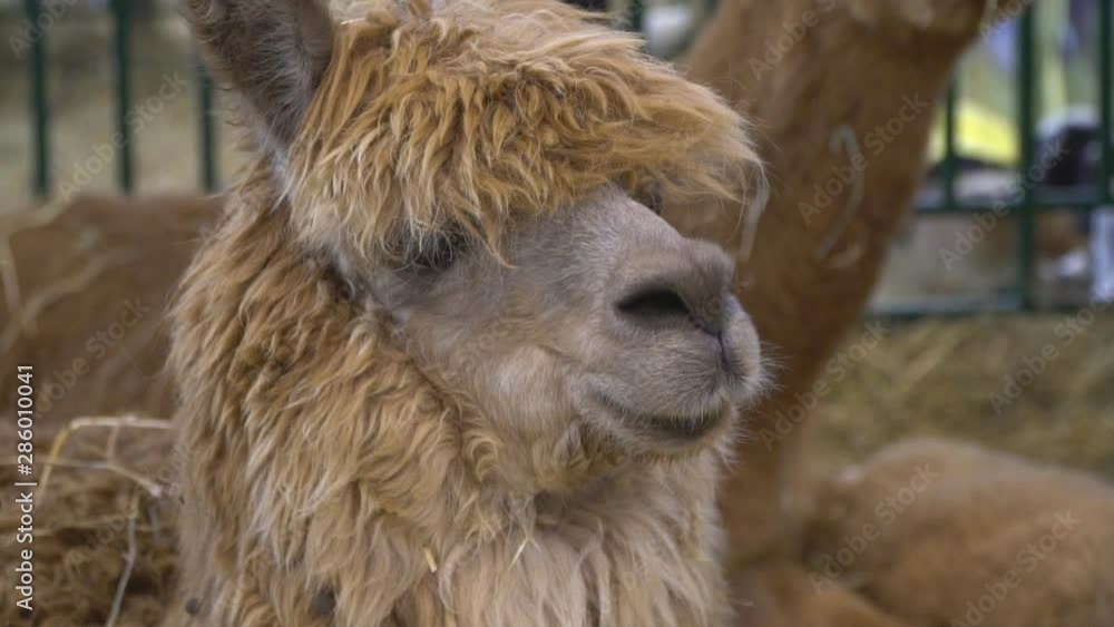 farm Lama posing, pondering and chewing,closeup farm Lama posing, pondering and chewing,closeup