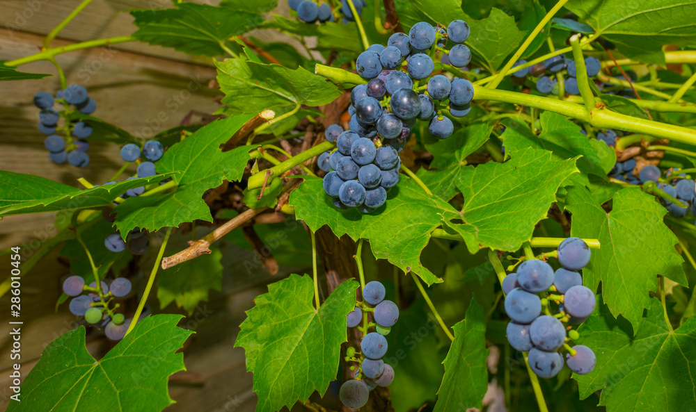 Vine with grapes in a garden in sunlight in summer
