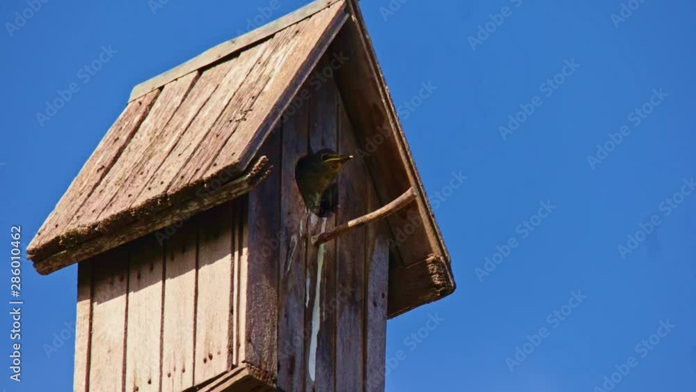 Starling nestlings waiting for parents on the porch of a birdhouse Starling nestlings waiting for parents on the porch of a birdhouse