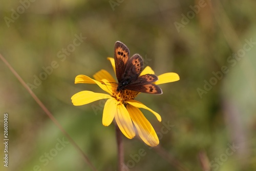 Piedmont ringlet butterfly, Erebia meolans photo