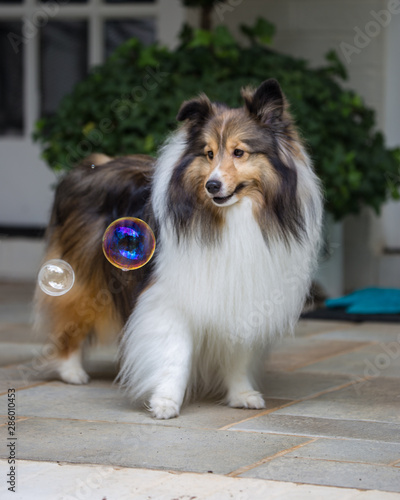 Sheltie Bubbles