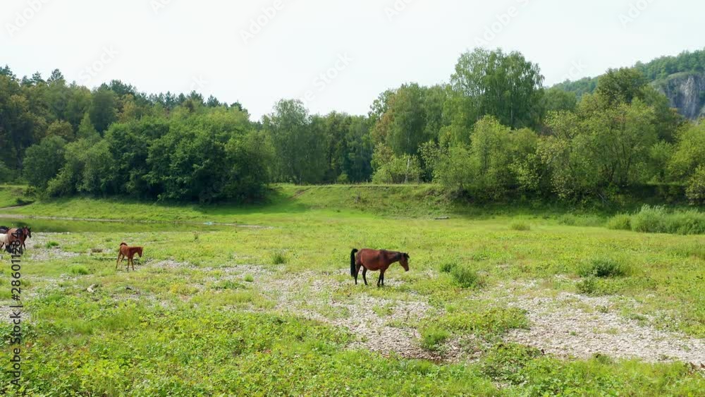 Aerial shot of a herd of horses. The leader of the horses leads the herd from the watering hole. Following the leader is his foal. Beautiful scenery around.