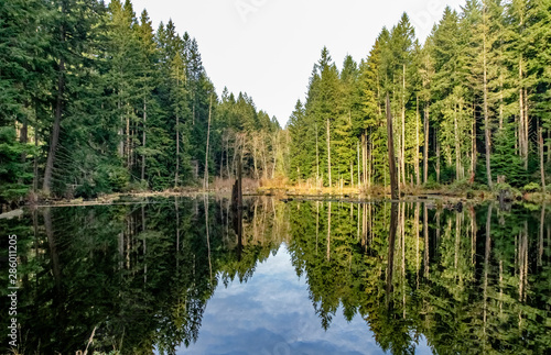 Perfect reflection of a pine forest in a pond