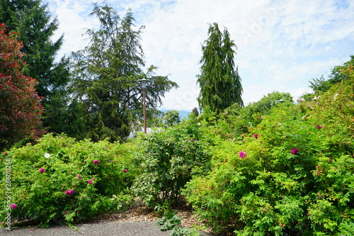 Beautiful Vancouver Stanley park 