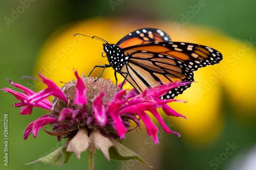 Monarch butterfly on monarda flower photo