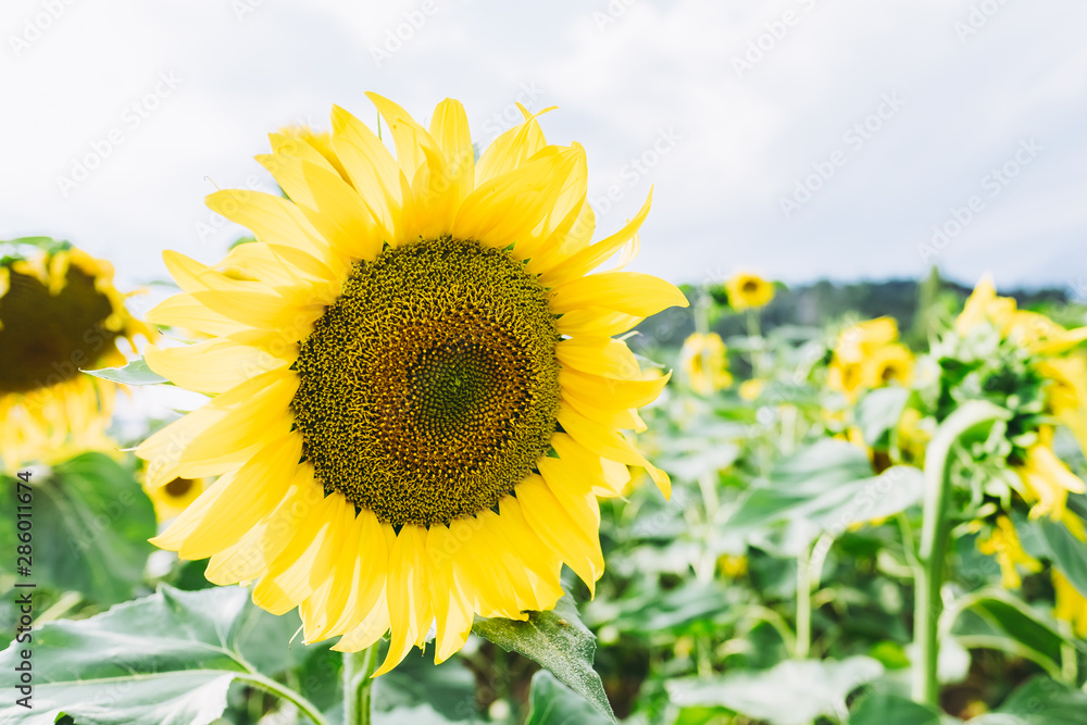 Gros plan sur un tournesol dans un champ