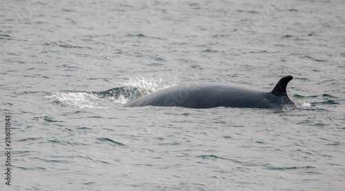 Minke Whale, Alaska