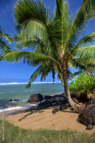 Coconut tree with small sandy beach and ocean in the background