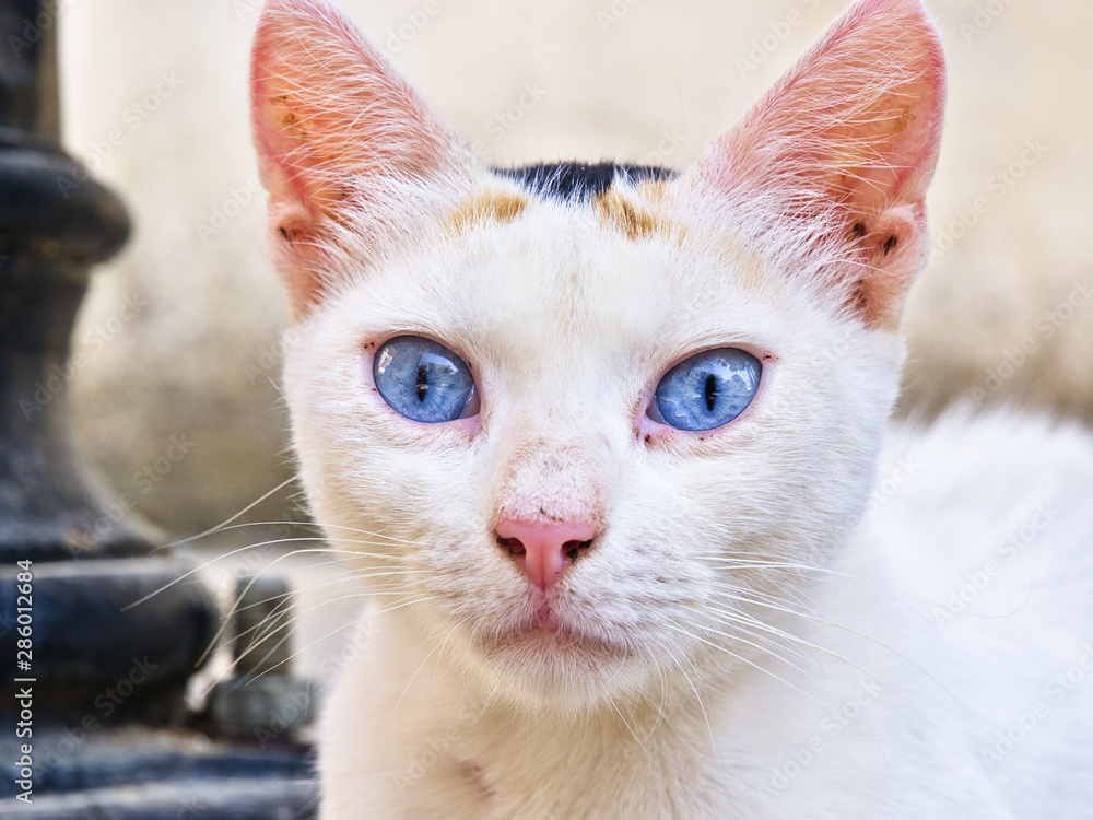 Beautiful cat with vivid blue eyes close up portrait. Beautiful cat with vivid blue eyes close up portrait.