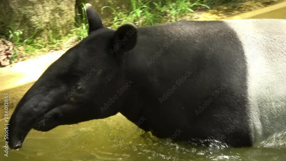 Malayan tapir, Tapirus indicus, Asian tapir, coming out from the pool. 4K Malayan tapir, Tapirus indicus, Asian tapir, coming out from the pool. 4K