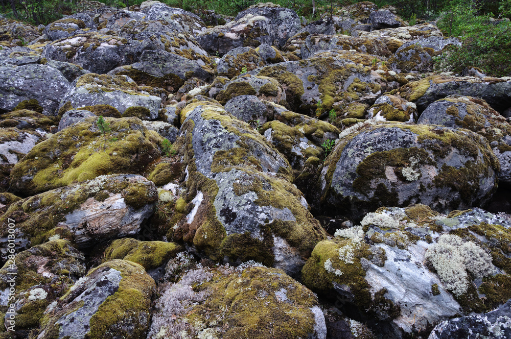 Mossy boulders in tundra Mossy boulders in tundra