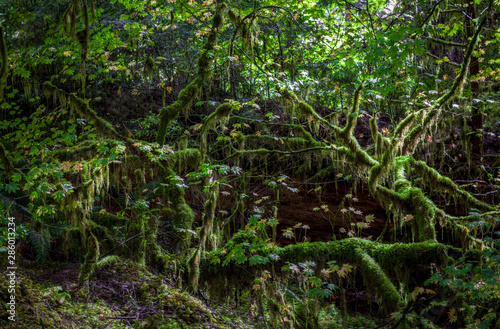 Sun highlights dark mossy branches and roots to make it look like fairies should live here in the Hoh Rain Forest © Chris Anderson 