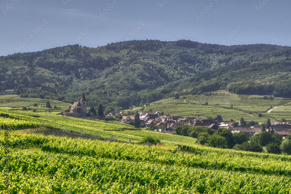 panorama alzackich pól z winoroślami, panorama z miasteczkiem Riquewihr, zielona Alzacja