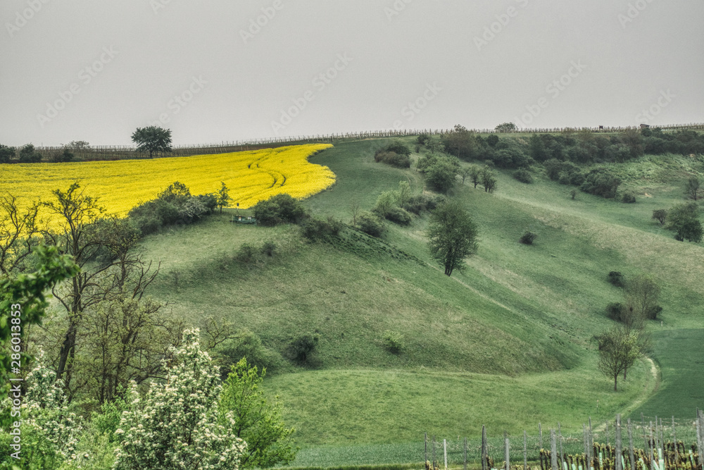 Moravie méridionale vallonnée, paysage printanier avec prés de champs, arbustes et arbres, colza en fleurs