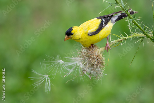 Goldfinch on Thistle