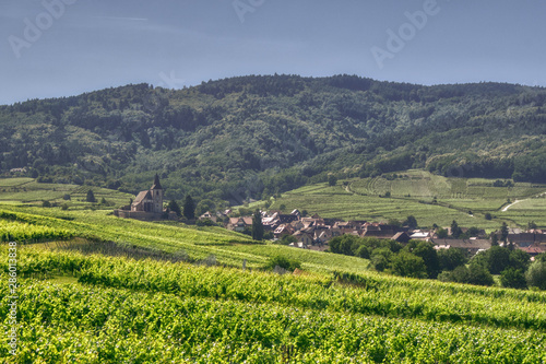 panorama alzackich pól z winoroślami, panorama z miasteczkiem Riquewihr, zielona Alzacja