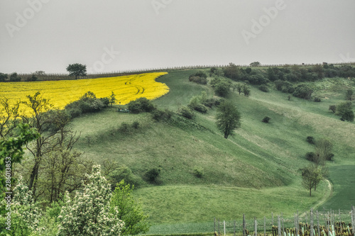 Moravie méridionale vallonnée, paysage printanier avec prés de champs, arbustes et arbres, colza en fleurs photo