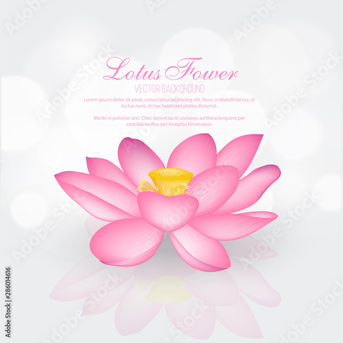 Vector lotus flowers isolated on gray background illustration, yoga, health care
