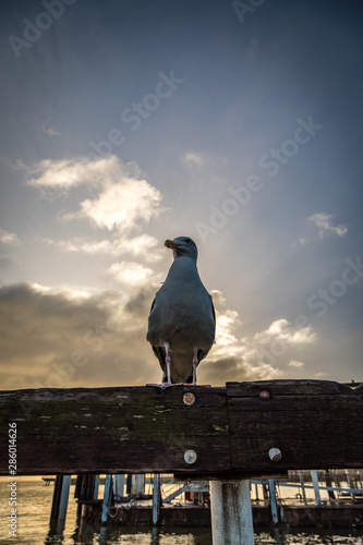 Seagull proudly stands on top of a wooden beam with sun shining behind him