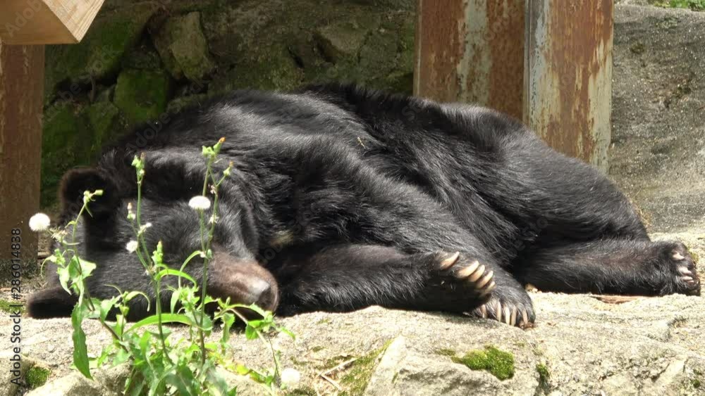 Asian black bear, Ursus thibetanus, taking a nap. 4K Asian black bear, Ursus thibetanus, taking a nap. 4K
