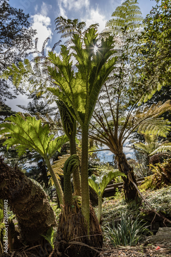 Giant ferns grow in the Golden Gate Botanical Garden