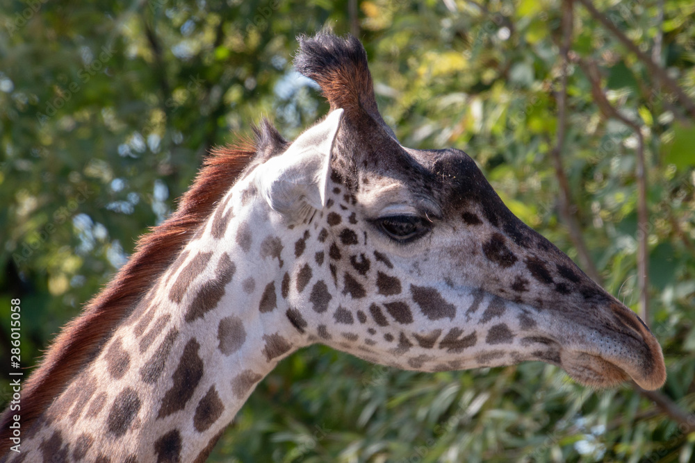 Obraz premium Masai giraffe head shot portrait photo