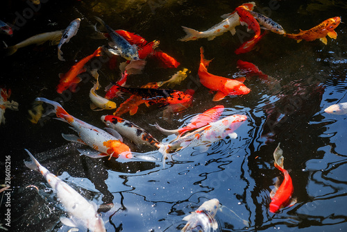 Colorful fish swim in a pond. Farm of live fish. Breeding fish for fishing.