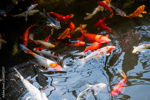 Colorful fish swim in a pond. Farm of live fish. Breeding fish for fishing.