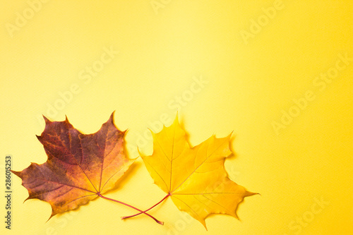 Autumn maple leaves on yellow background