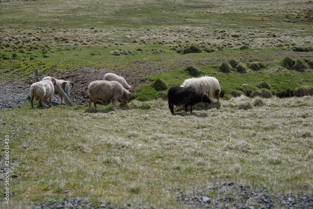 Sheeps in Iceland