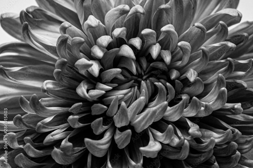 black and white abstract black and white abstract