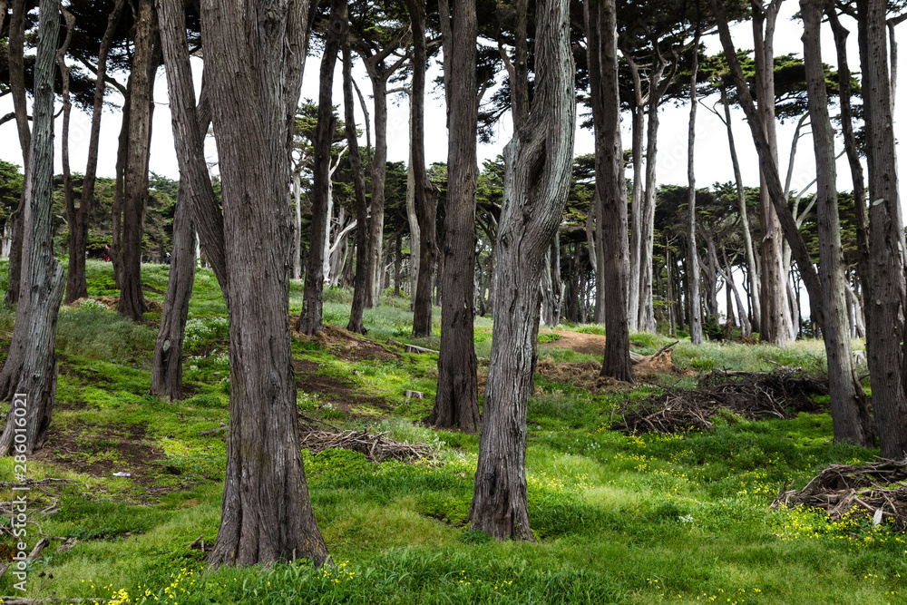 Grove of California cypress trees with green grass Grove of California cypress trees with green grass