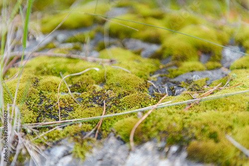 Green moss grows on stones. Wild nature. Moss on the stones close-up. The texture of the stone. The texture of the moss.