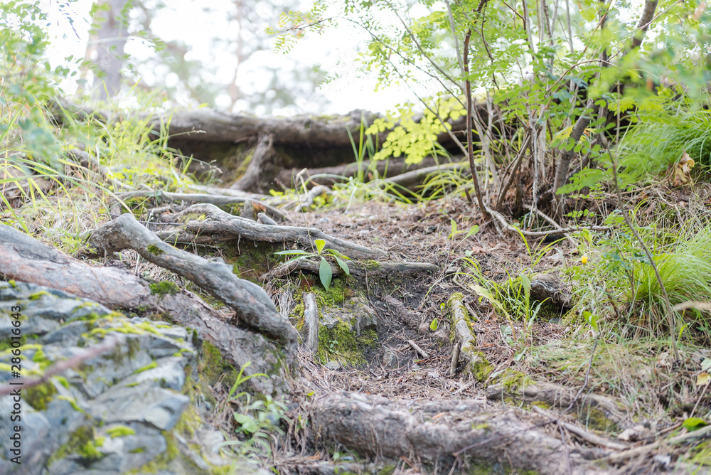 forest trail. Hiking trail through the forest. walk through the woods. forest trail. Hiking trail through the forest. walk through the woods.