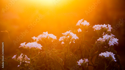 abstract background with flowers